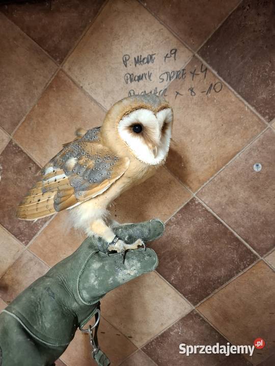 Sowasowy para lęgowa płomykowka płomykowki