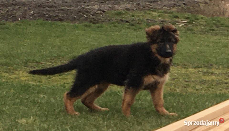 Szczeniaki owczarek niemiecki długowłosy Kiszkowo