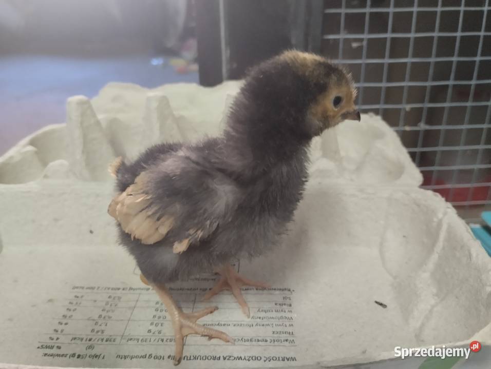 Pisklęta kurczęta ayam cemani vorwerk hamburskie śląskie Opatów sprzedam