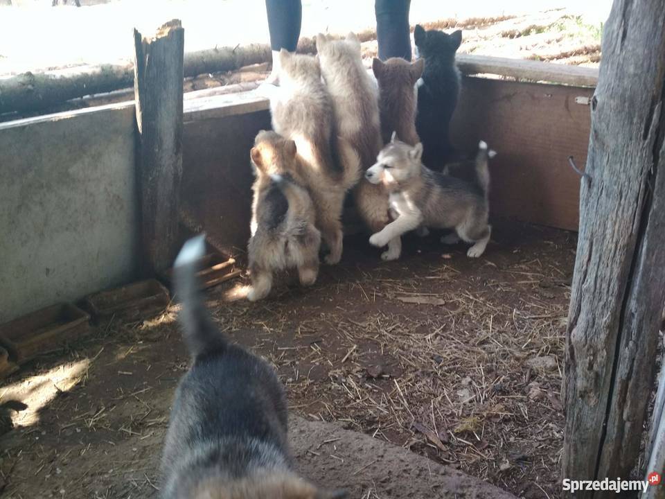 Sprzedam szczeniaki rasy alaskan malamute Reszkowce
