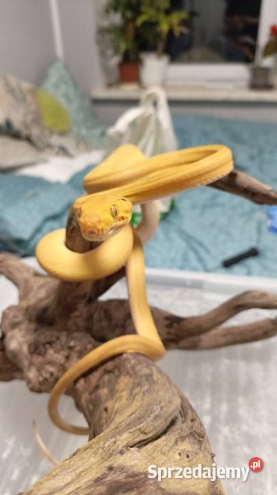 Boa leśny zamienię na pająki śląskie