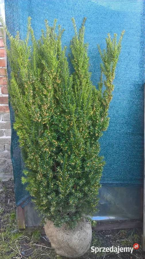 Mega Ładny Wysoki Gotowy Żywopłot Cis Hillii Mszczonów