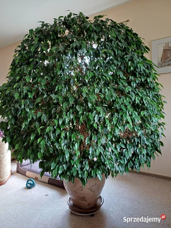 Fikus Beniamin Duży