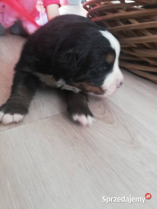 Berneński Pies Pasterski szczeniaczki