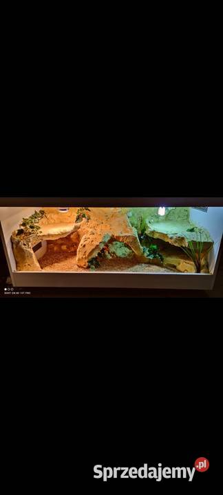 Okazja terrarium agamy gekona żółwia węża kujawsko-pomorskie Toruń sprzedam