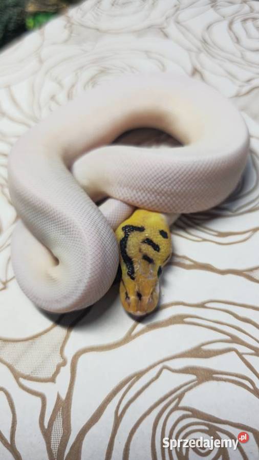 Wąż pyton królewski python regius samiec sprzedam
