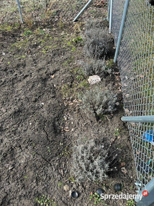 Sprzedam Działkę ROD we Wrocławiu na Kuźnikach