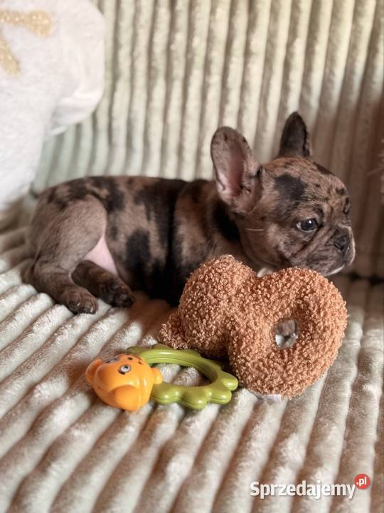 Buldog francuski Zwierzęta Częstochowa