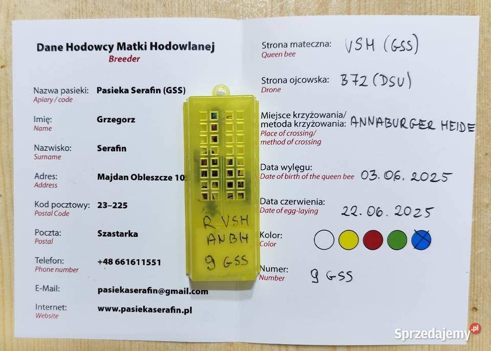 51 Buckfast VSH matki pszczele jednodniowe Wolinia