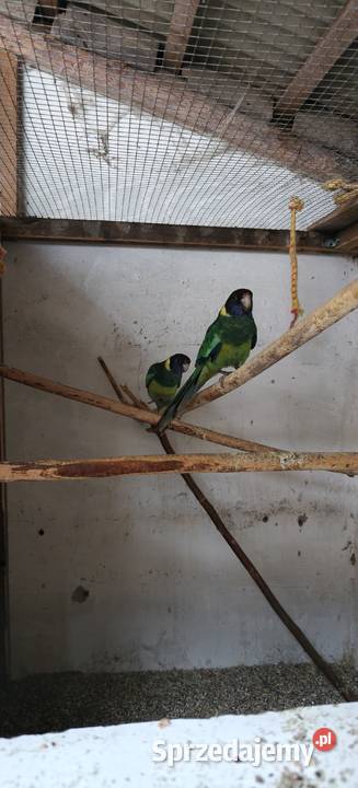 Bernard czarnogłowy Bochnia