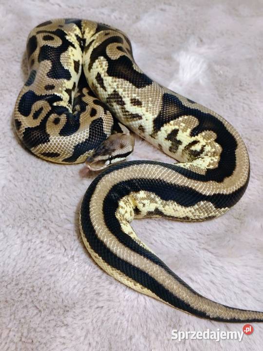 Pyton Królewski Regius Samica Gady i płazy Tychy