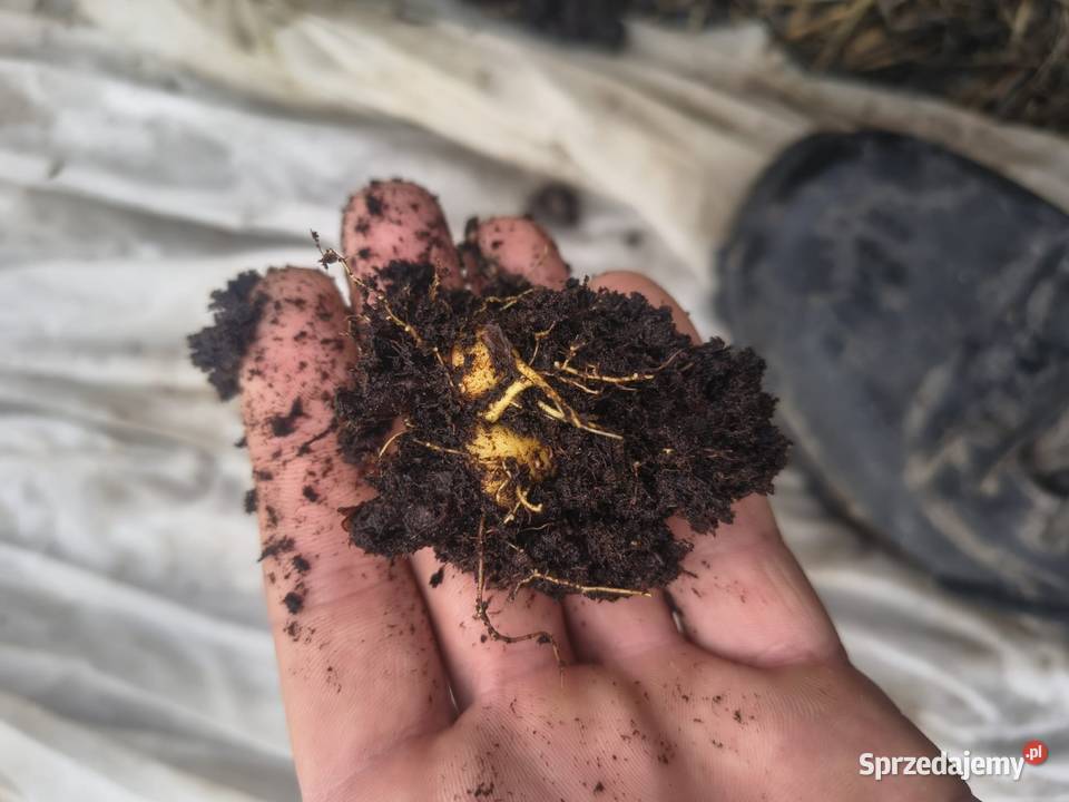 Sadzonki rabarbaru Majdan Ostrowski