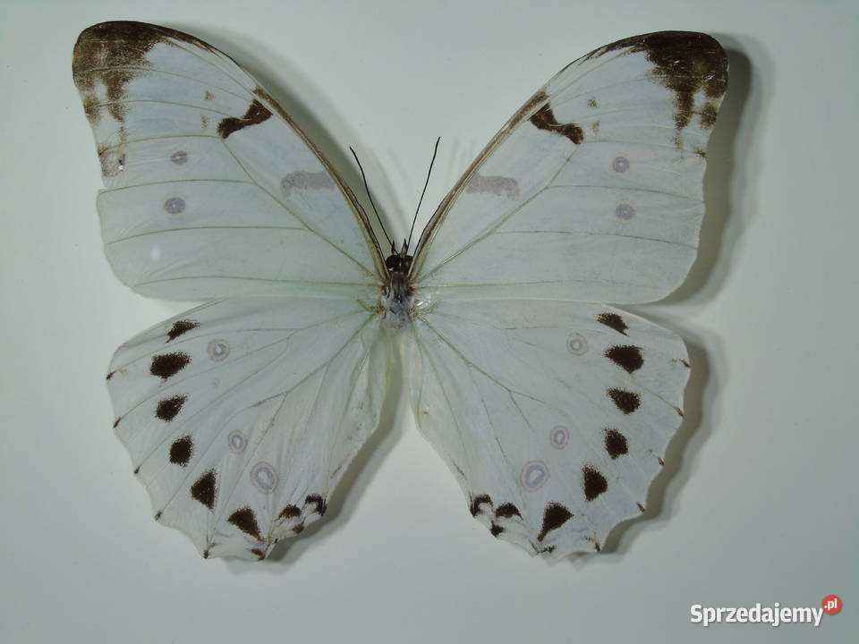 Motyl w ramce gablotce 17 x 22 Morpho luna 120 Szczecin