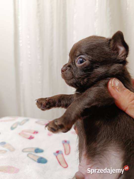 Chihuahua czekoladowa Warszawa