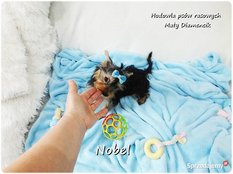 Yorkshire Terrier Malutki Mini Piesek NOBEL z