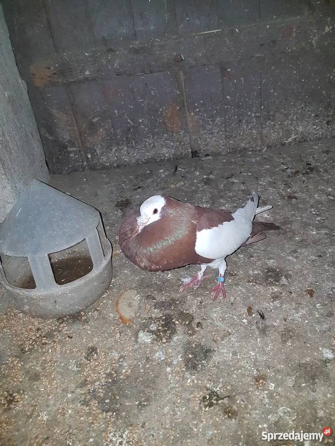 Garłacze siodłate Raszków