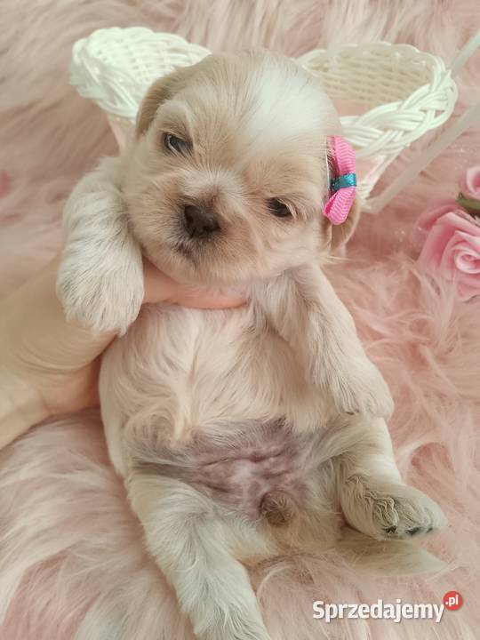 Przepiękna suczka rasy ShihTzu szuka domku Kępno