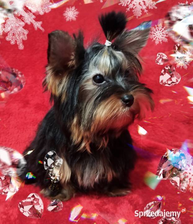 Piękny York Do odbioru Kraj i Zagranica RODOWÓD York