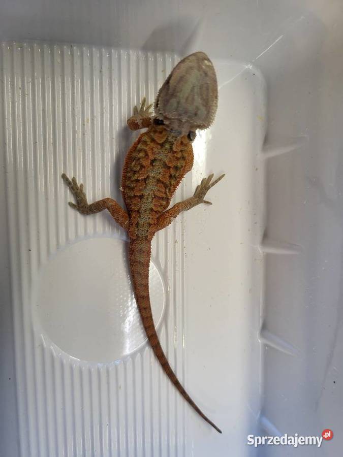 Agama Brodata Red Sklep Zoologiczny Katowice sprzedam