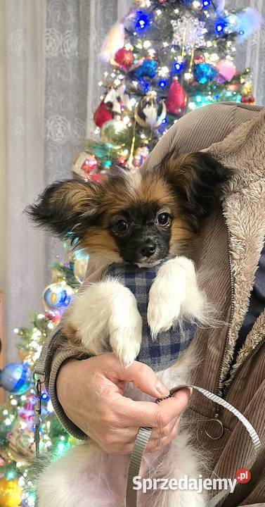 PAPILLON chłopiec z metryką ZKwP FCI