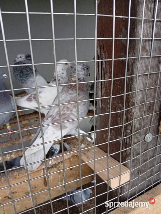 Kaczki staropolskiesprzedam gołębie biale Lubiszyn