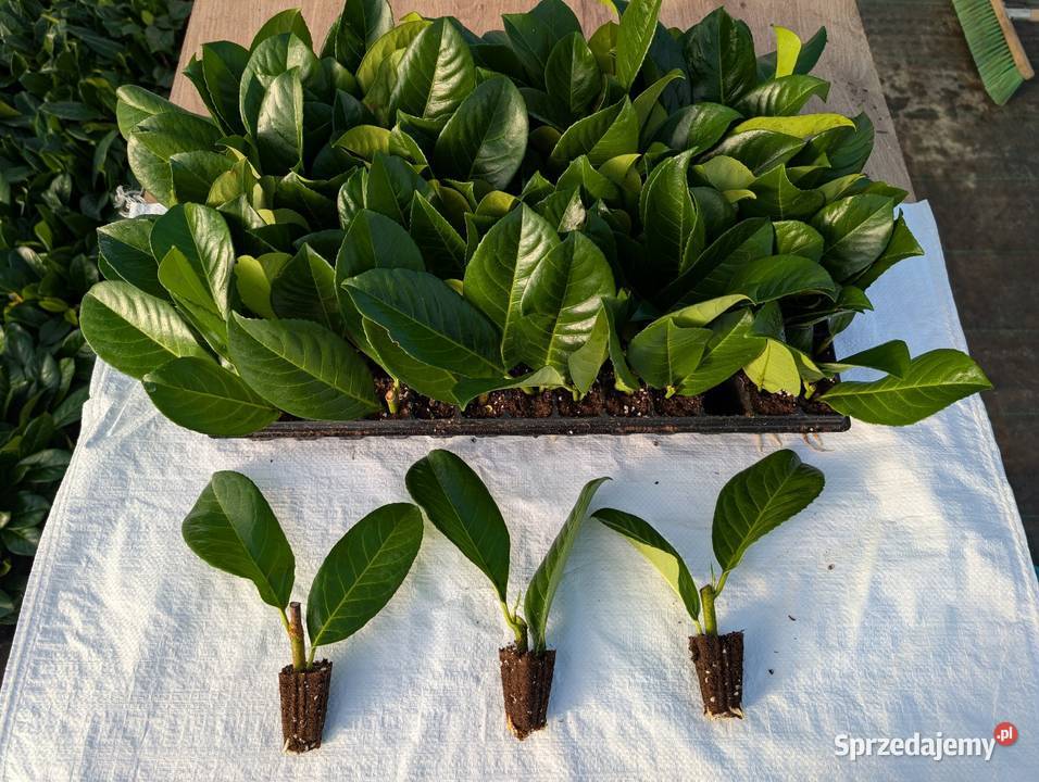 Sadzonki laurowiśnia Śliwice