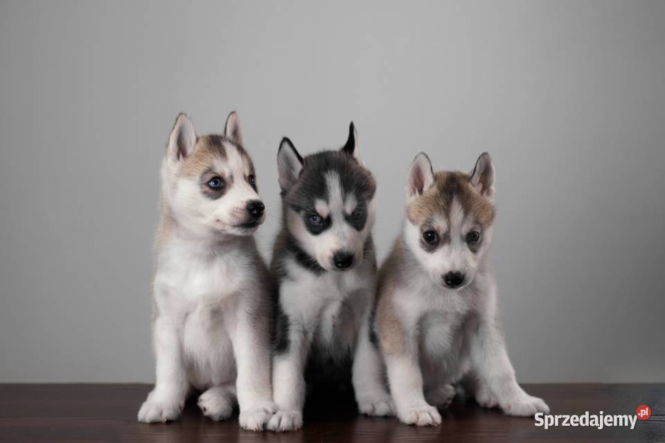 szczenięta Husky utytułowanych rodziców pomorskie Gdańsk
