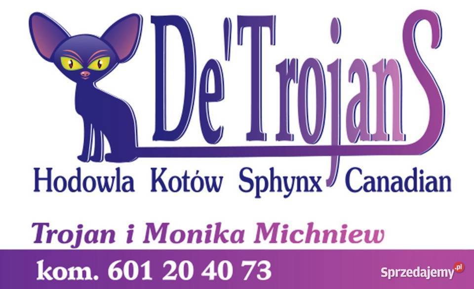 Sphynx Sfonks Likwidacja hodowli dorosle Kotełki Sfinks Warszawa