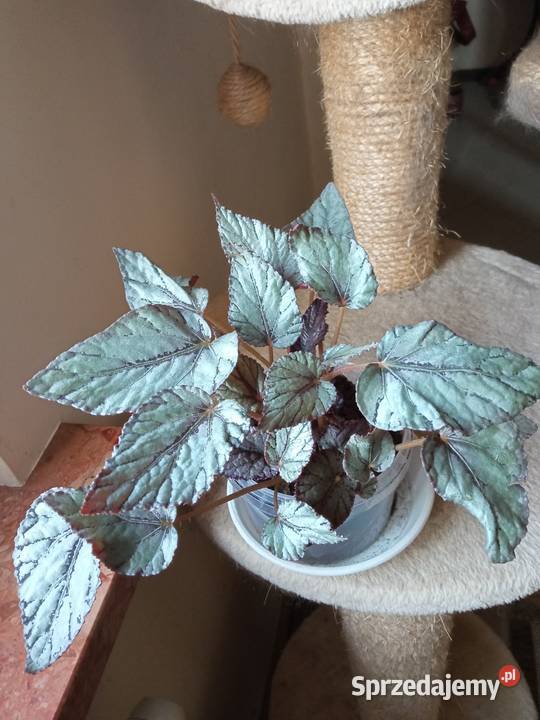 Begonie moje begonie Białystok