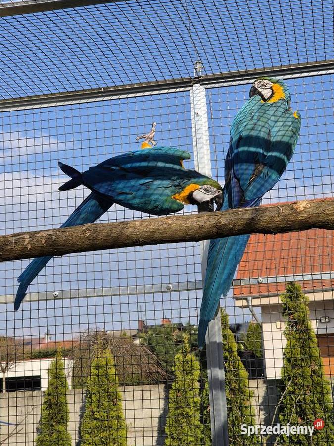 Ara Ararauna dorosłe ptaki Rakoniewice