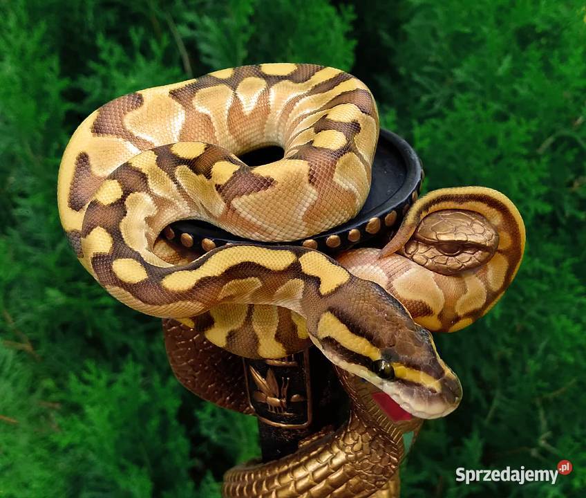 Wąż pyton królewski Python regius Enchi Lesser Warszawa