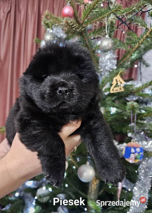 Szczeniak chow chow z genem niebieskim Siedlce