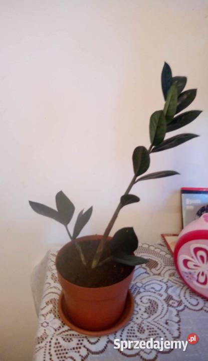 09 Kwiaty doniczkowe Zamiokulkas Raven Warszawa