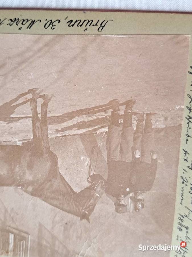 Zdjęcia stare 1893r konie stadnina wojsko Brzesko