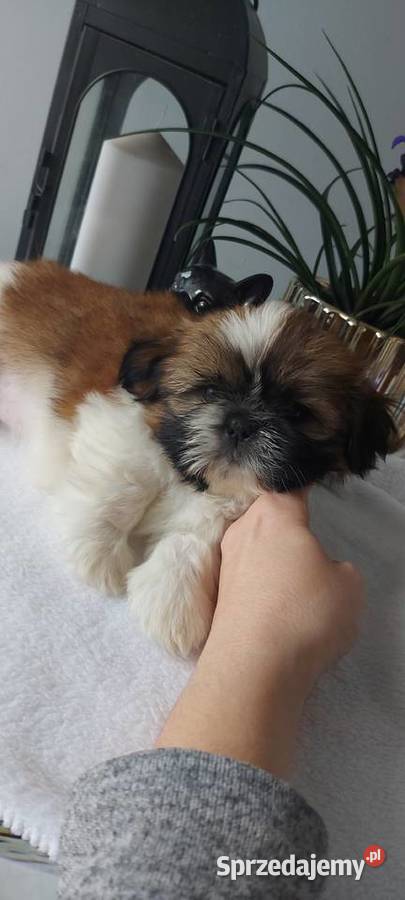 Śliczne shih tzu