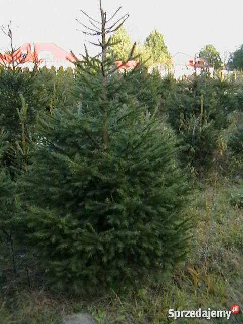 świerk Rośliny Dom i Ogród Warszawa