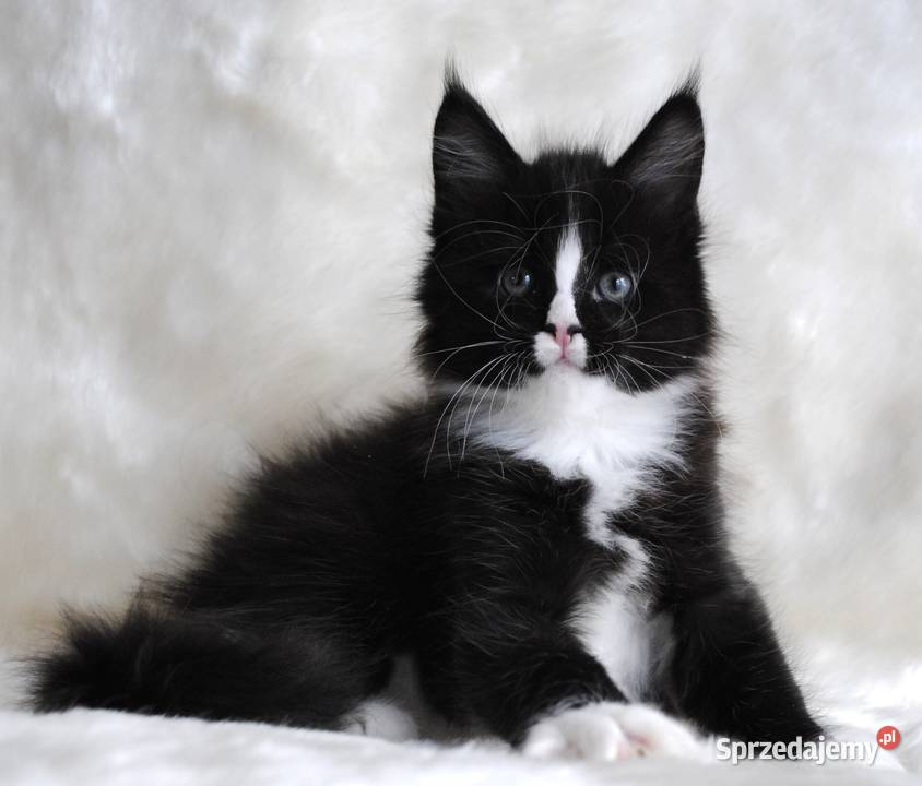 Piękne i duże kocurki maine coon