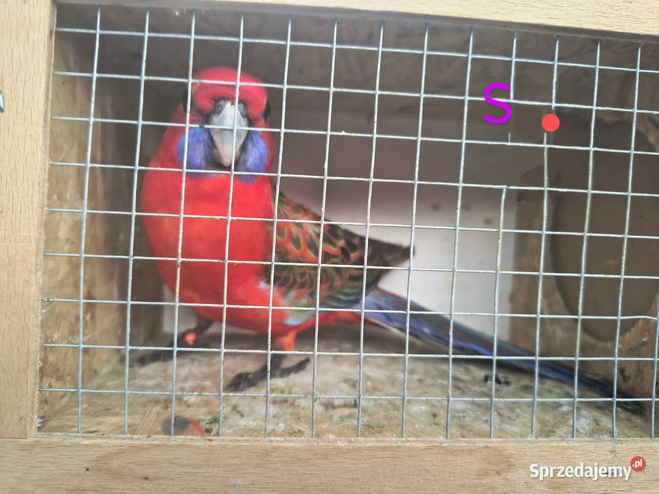 Rozelle królewksie Jaworowa