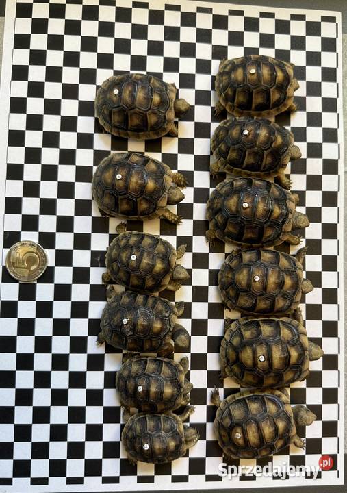 Żółw obrzeżony testudo marginata żółw lądowy Jelenia Góra sprzedam