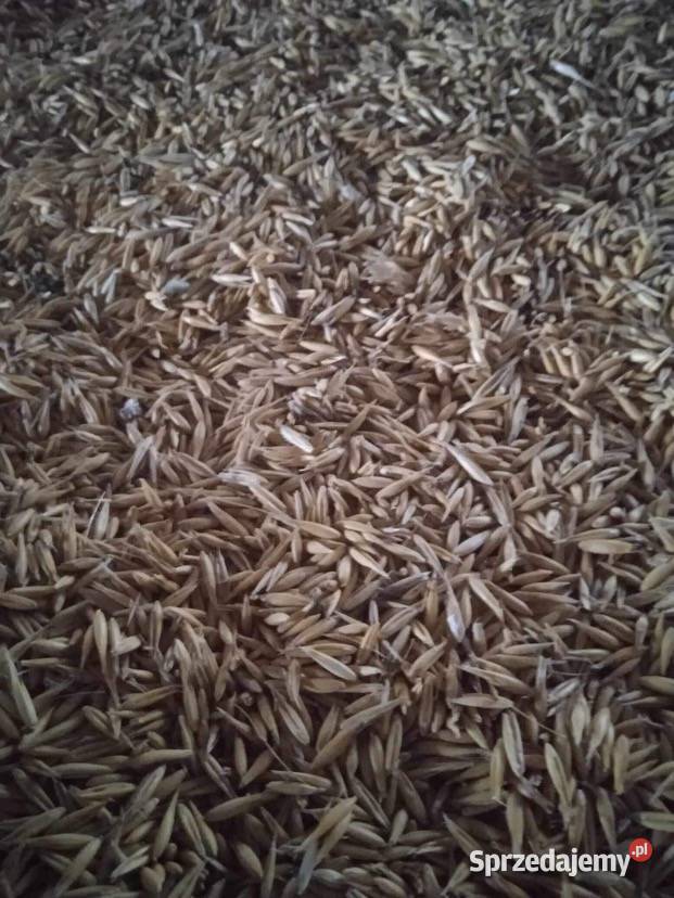 Owies czarny żółty pszenica pszenżyto wiosenne i lubelskie Brzeziny