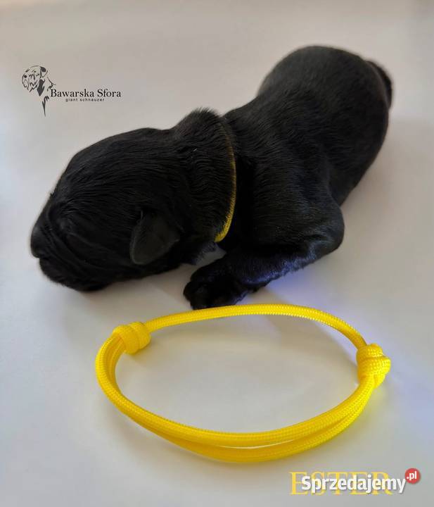 Sznaucer olbrzym Czarny Dobczyn