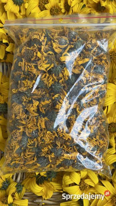 Topinambut kwiat na napar bulwy Bogatki