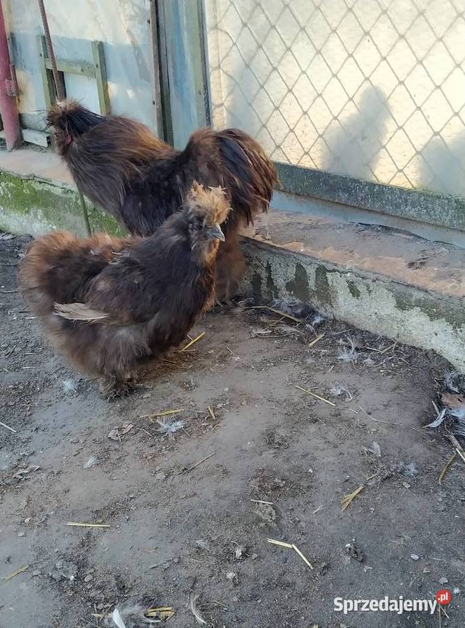 Sprzedam kury silki lubelskie Biała Podlaska