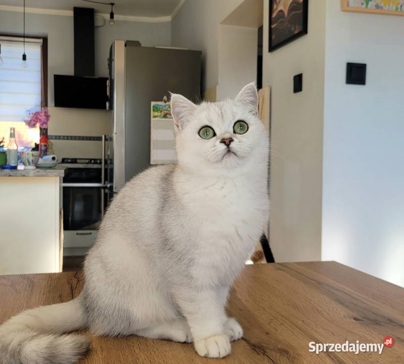 srebrne pointy kocięta brytyjskie Koty