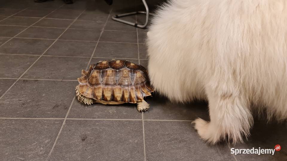 Żółw pustynny Warszawa