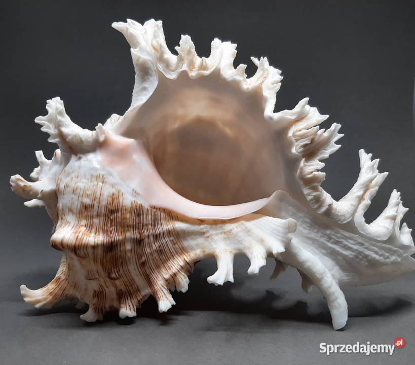 Muszla Rozkolec 2 ciemny Lublin