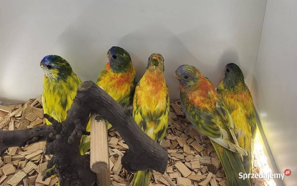 łąkówki wspaniałe Teresin