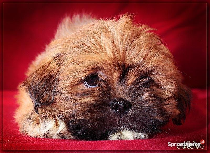 Lhasa Apso mniej znany kuzyn Shih Tzu rodowodowe