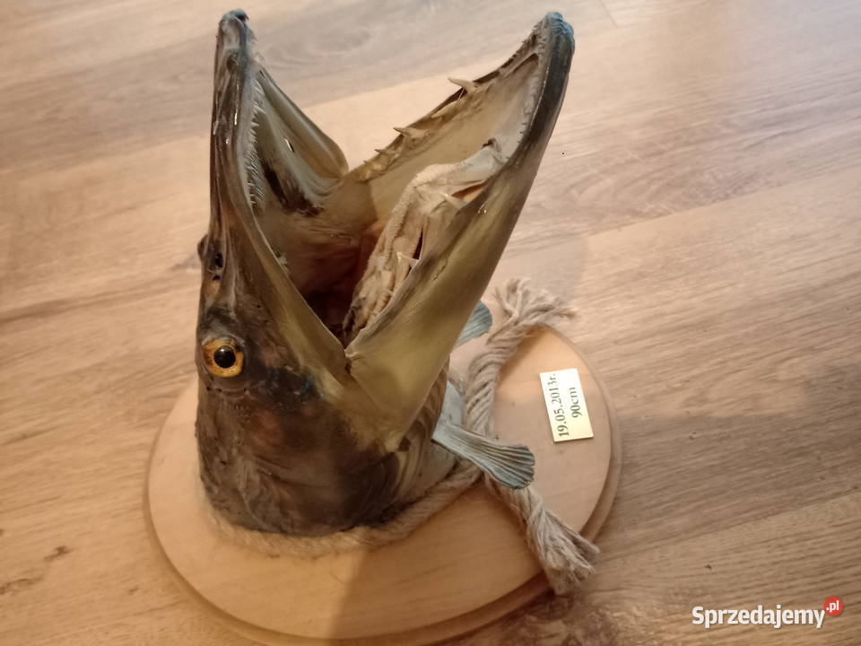 Trofeum wędkarskie Poznań sprzedam