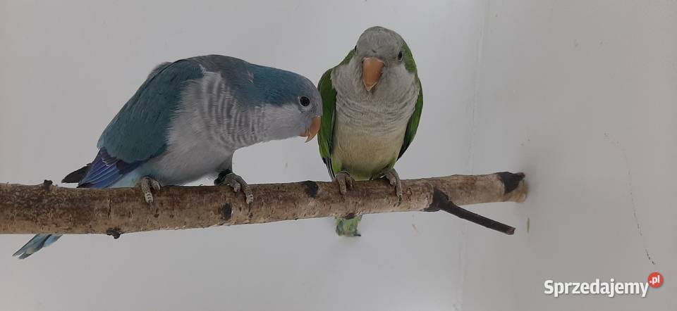 stado mnichy nizinee Chudów sprzedam